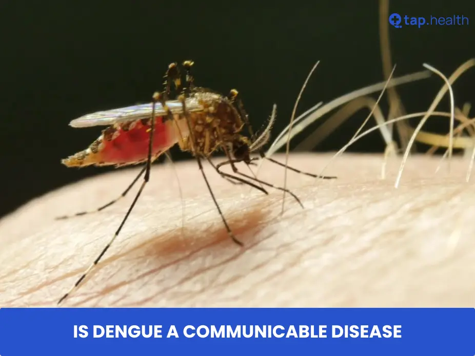 Is Dengue a Communicable Disease