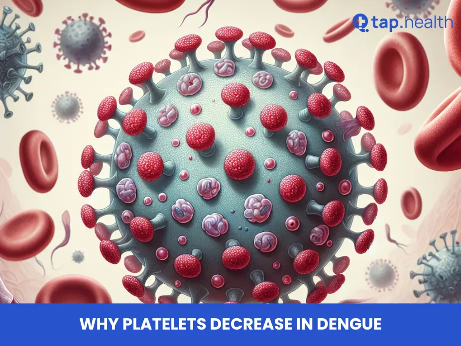 why platelets decrease in dengue