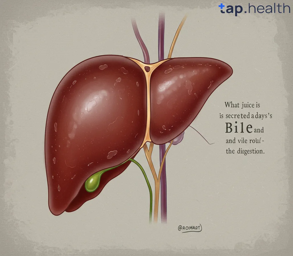 What Juice is Secreted by the Liver? Understanding Bile and Its Role in Digestion
