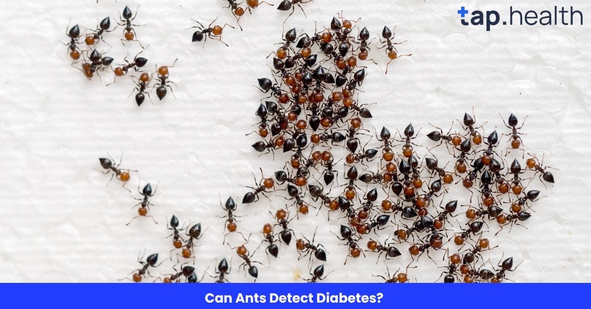 Can Ants Detect Diabetes?