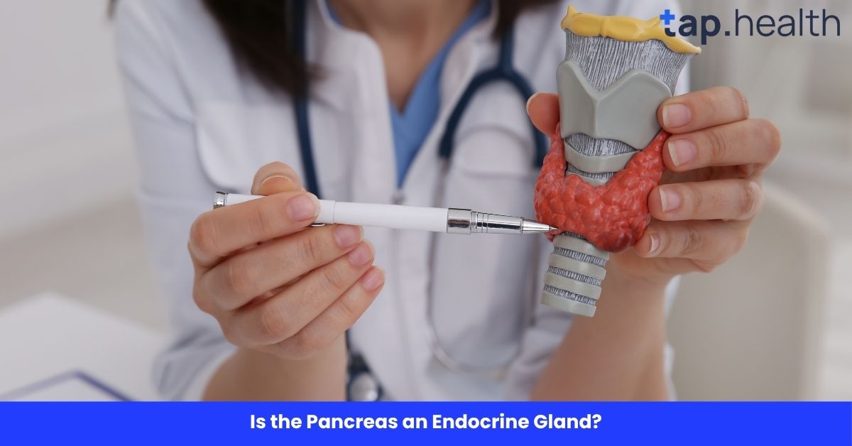 Is the Pancreas an Endocrine Gland?
