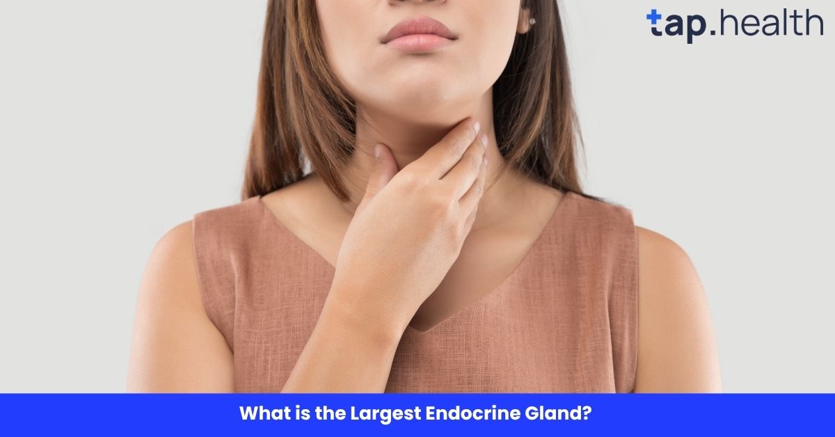 What is the Largest Endocrine Gland? Unveiling the Secrets of the Human