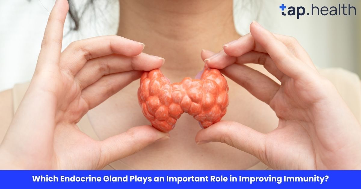 Which Endocrine Gland Plays an Important Role in Improving Immunity?