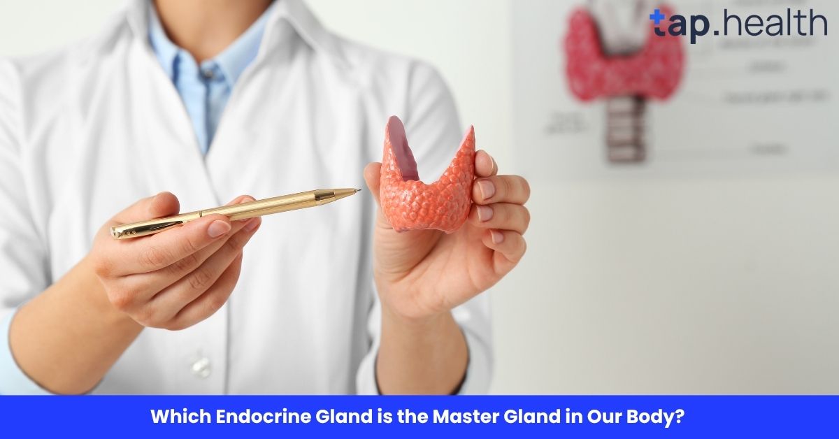 Which Endocrine Gland is the Master Gland in Our Body?