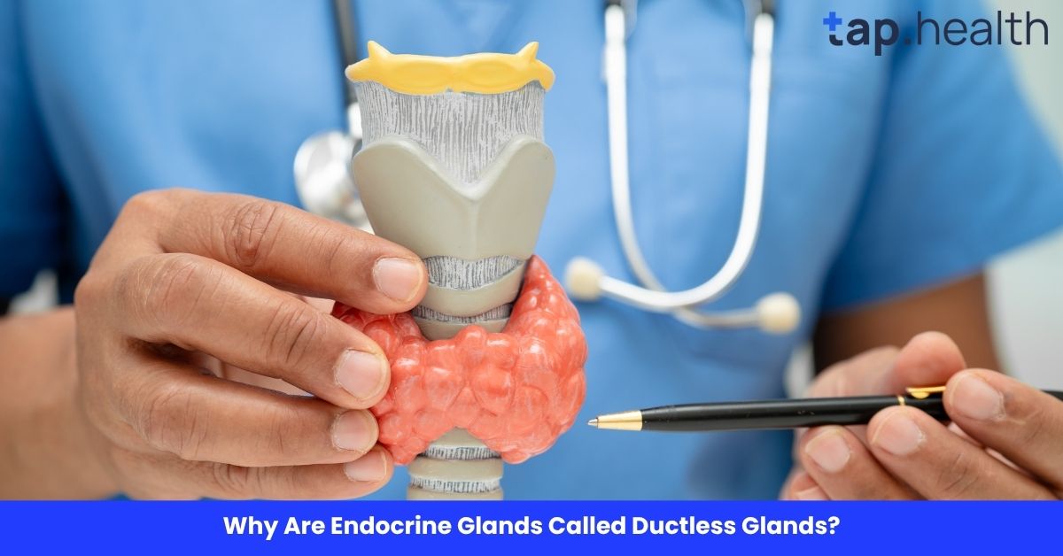 Why Are Endocrine Glands Called Ductless Glands?