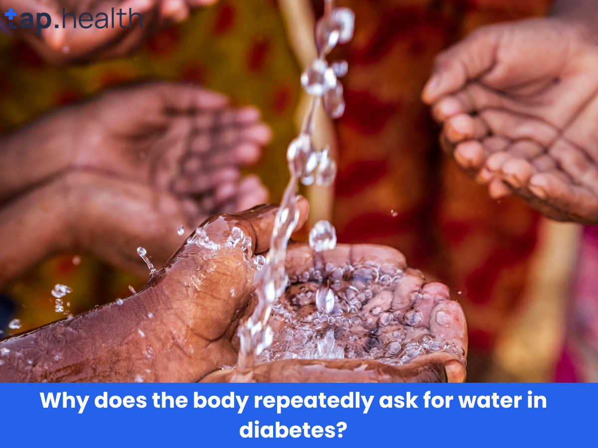 Why does the body repeatedly ask for water in diabetes