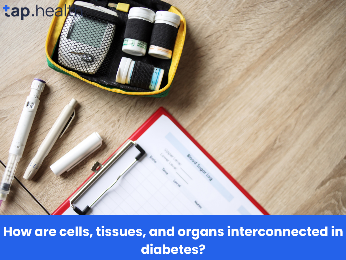 How are cells, tissues, and organs interconnected in diabetes