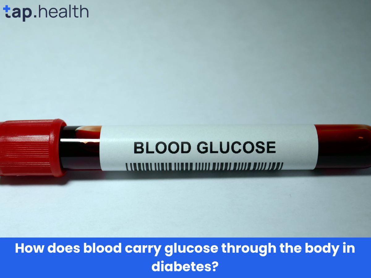 How does blood carry glucose through the body in diabetes