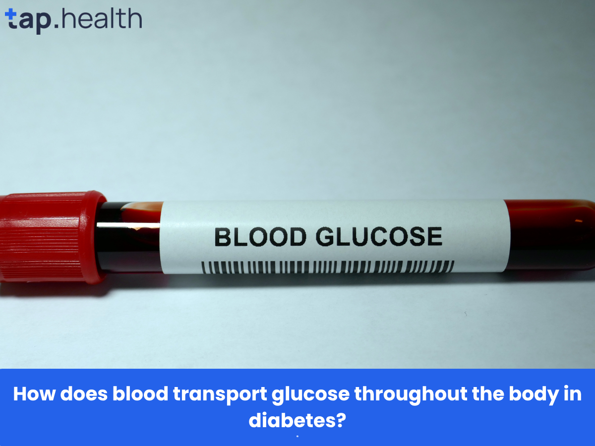 How does blood transport glucose throughout the body in diabetes