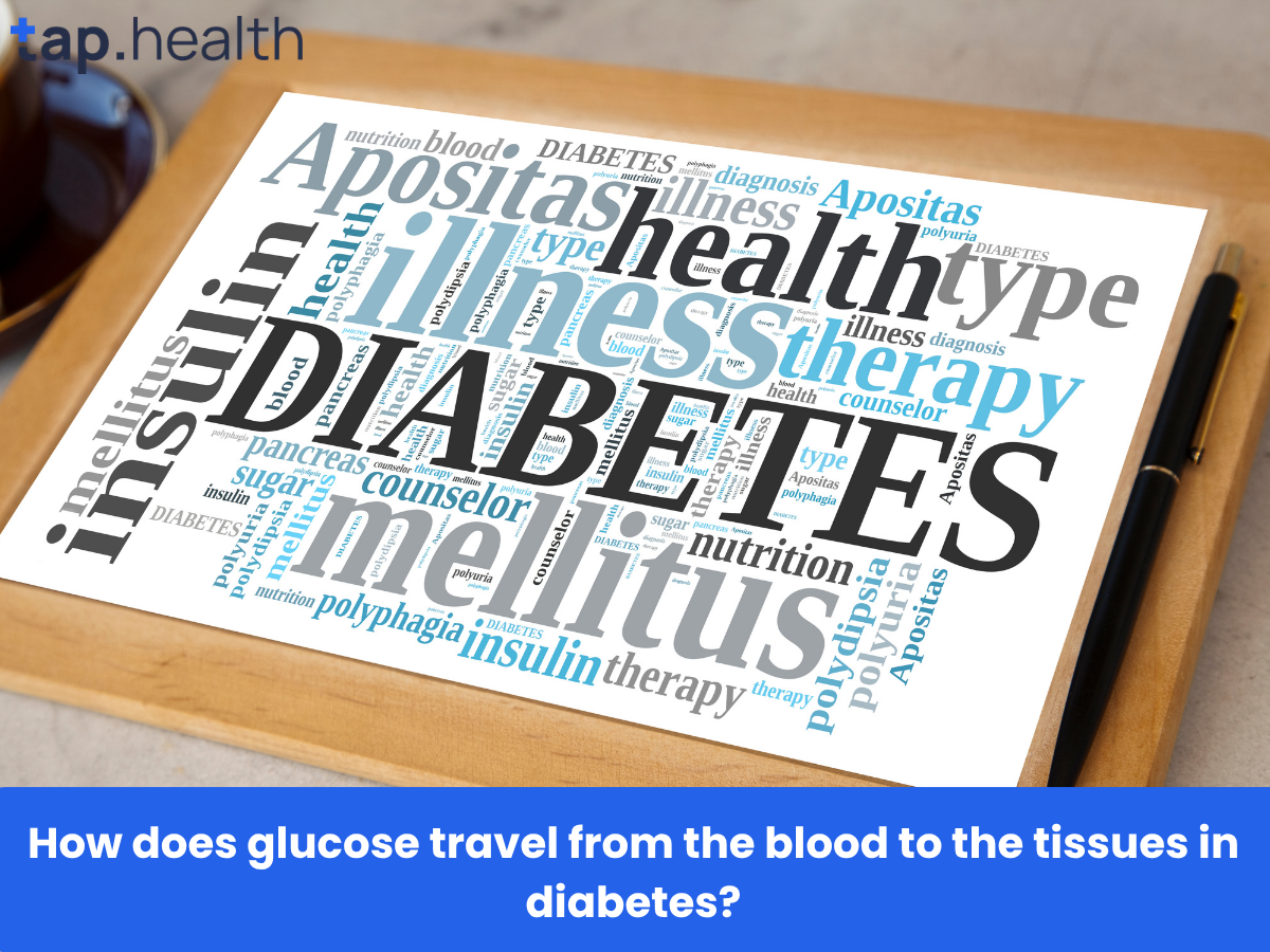 How does glucose travel from the blood to the tissues in diabetes