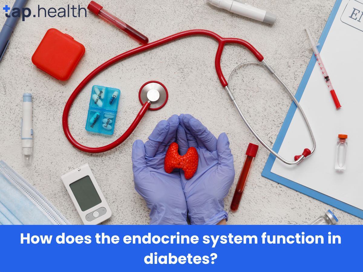 How does the endocrine system function in diabetes