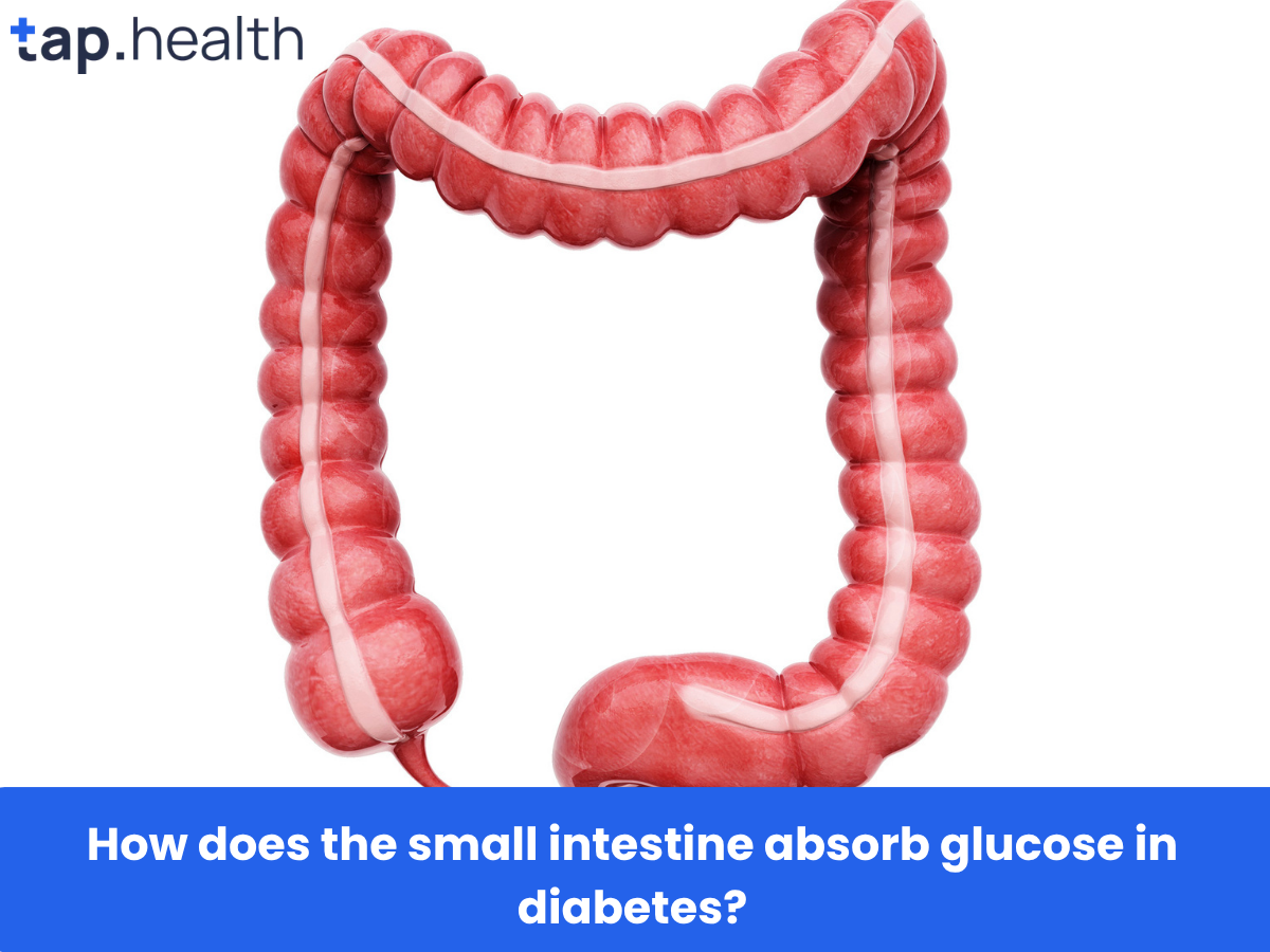 How does the small intestine absorb glucose in diabetes