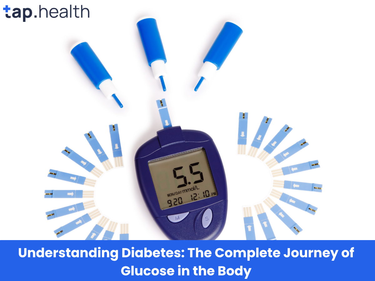 Understanding Diabetes The Complete Journey of Glucose in the Body