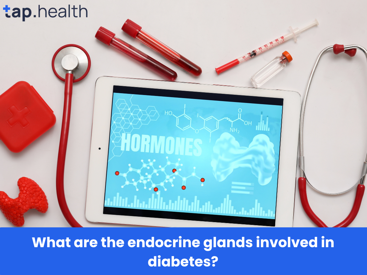What are the endocrine glands involved in diabetes