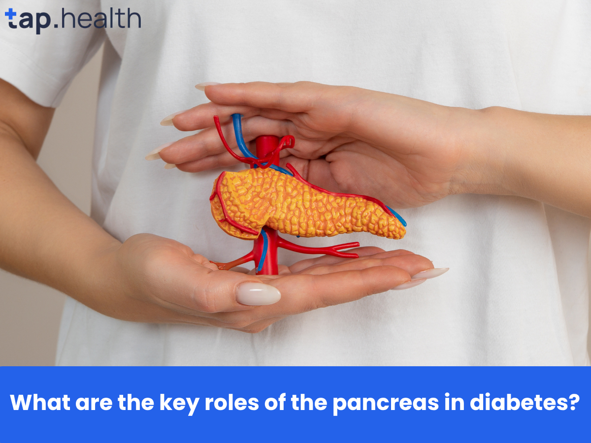 What are the key roles of the pancreas in diabetes