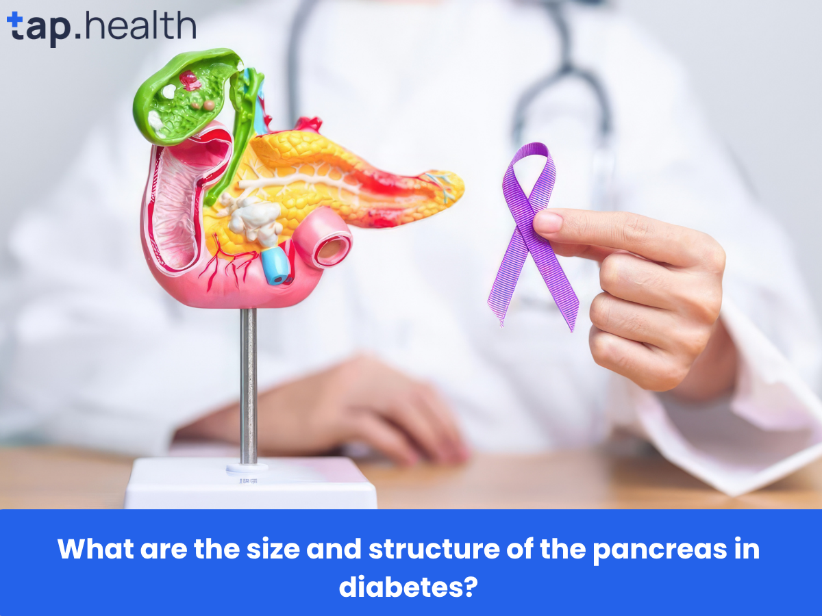 What are the size and structure of the pancreas in diabetes