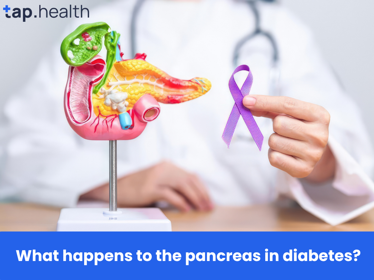 What happens to the pancreas in diabetes