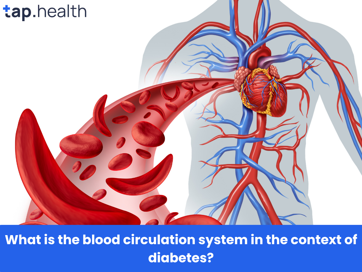 What is the blood circulation system in the context of diabetes