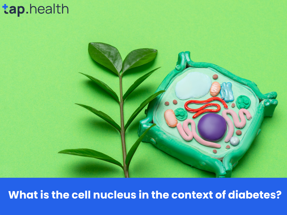 What is the cell nucleus in the context of diabetes