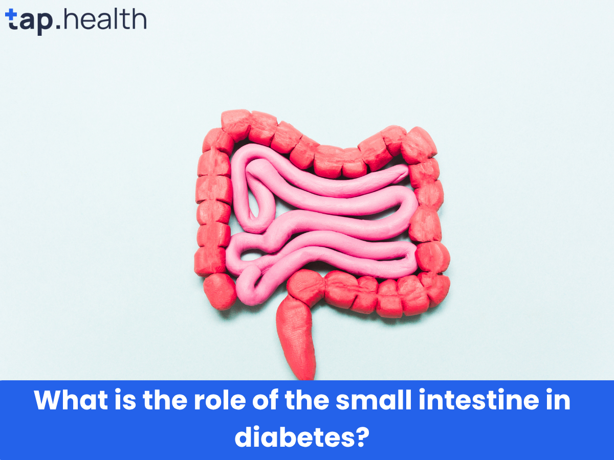 What is the role of the small intestine in diabetes