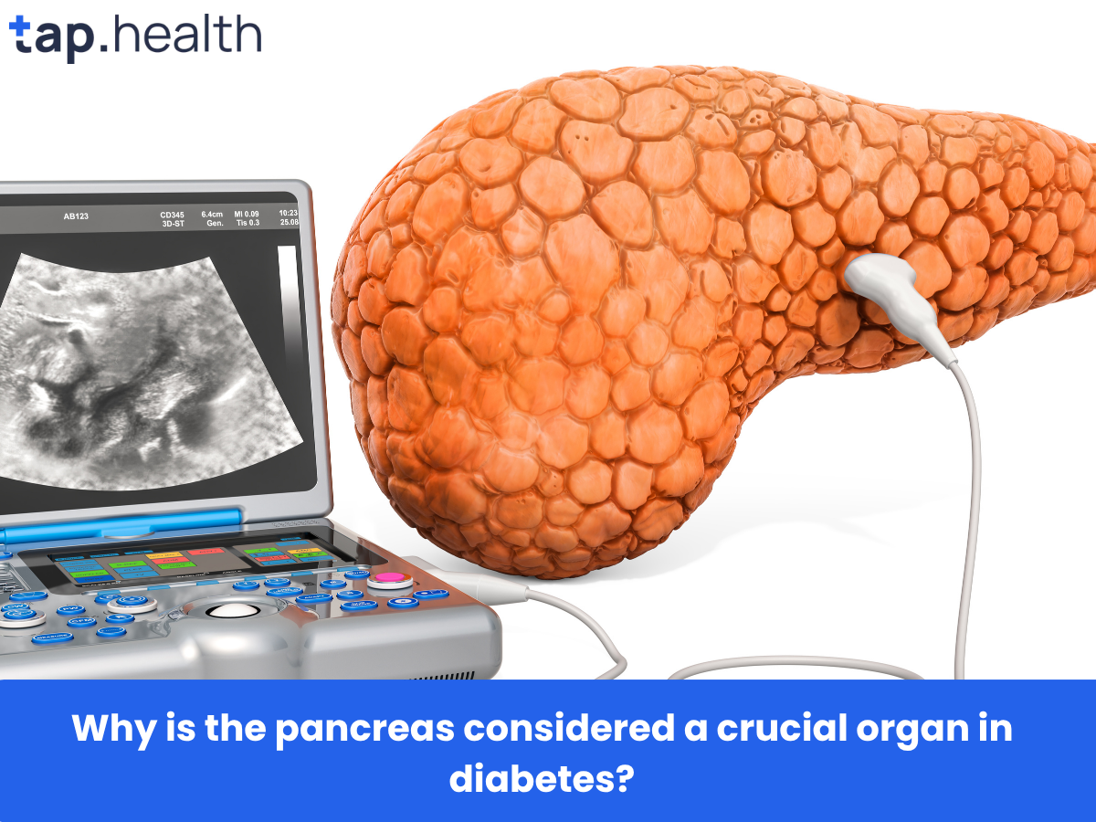 Why is the pancreas considered a crucial organ in diabetes