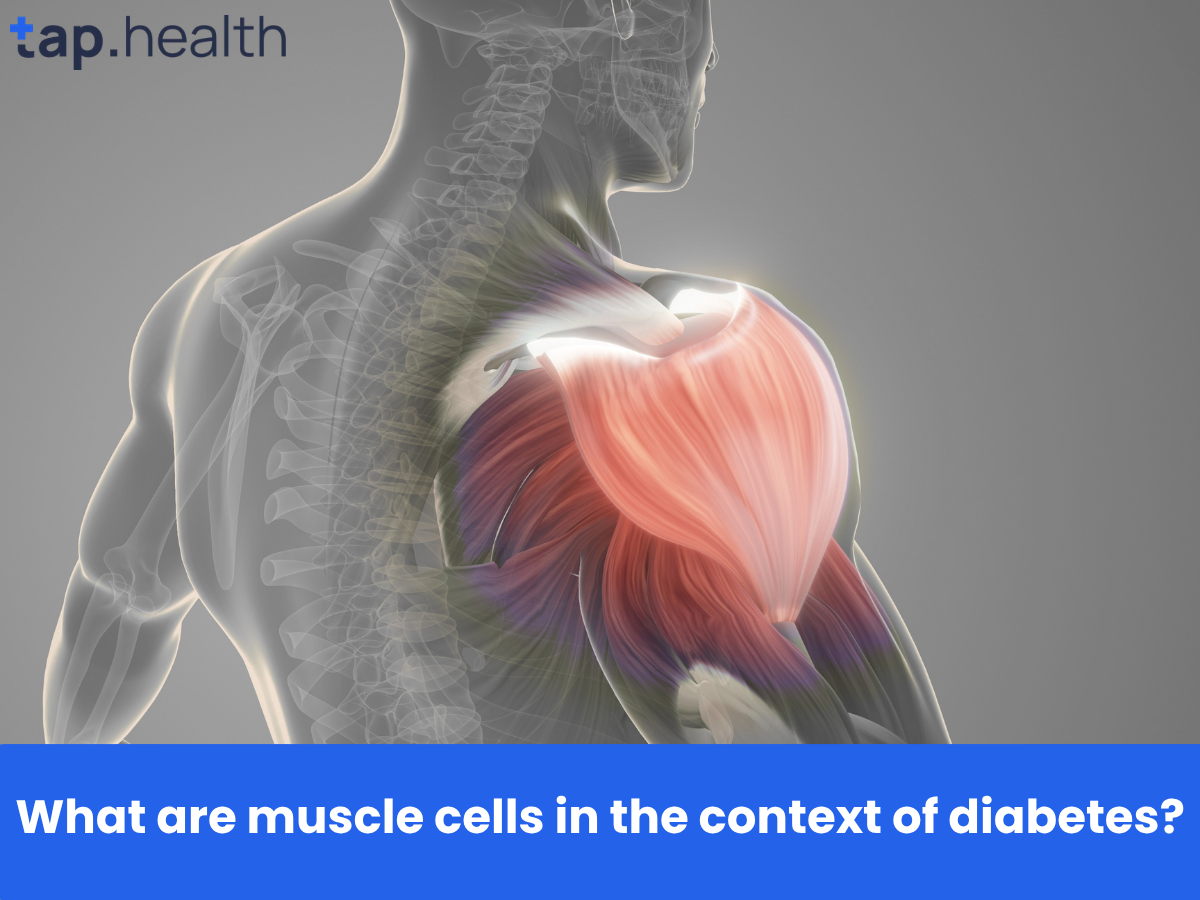What are muscle cells in the context of diabetes