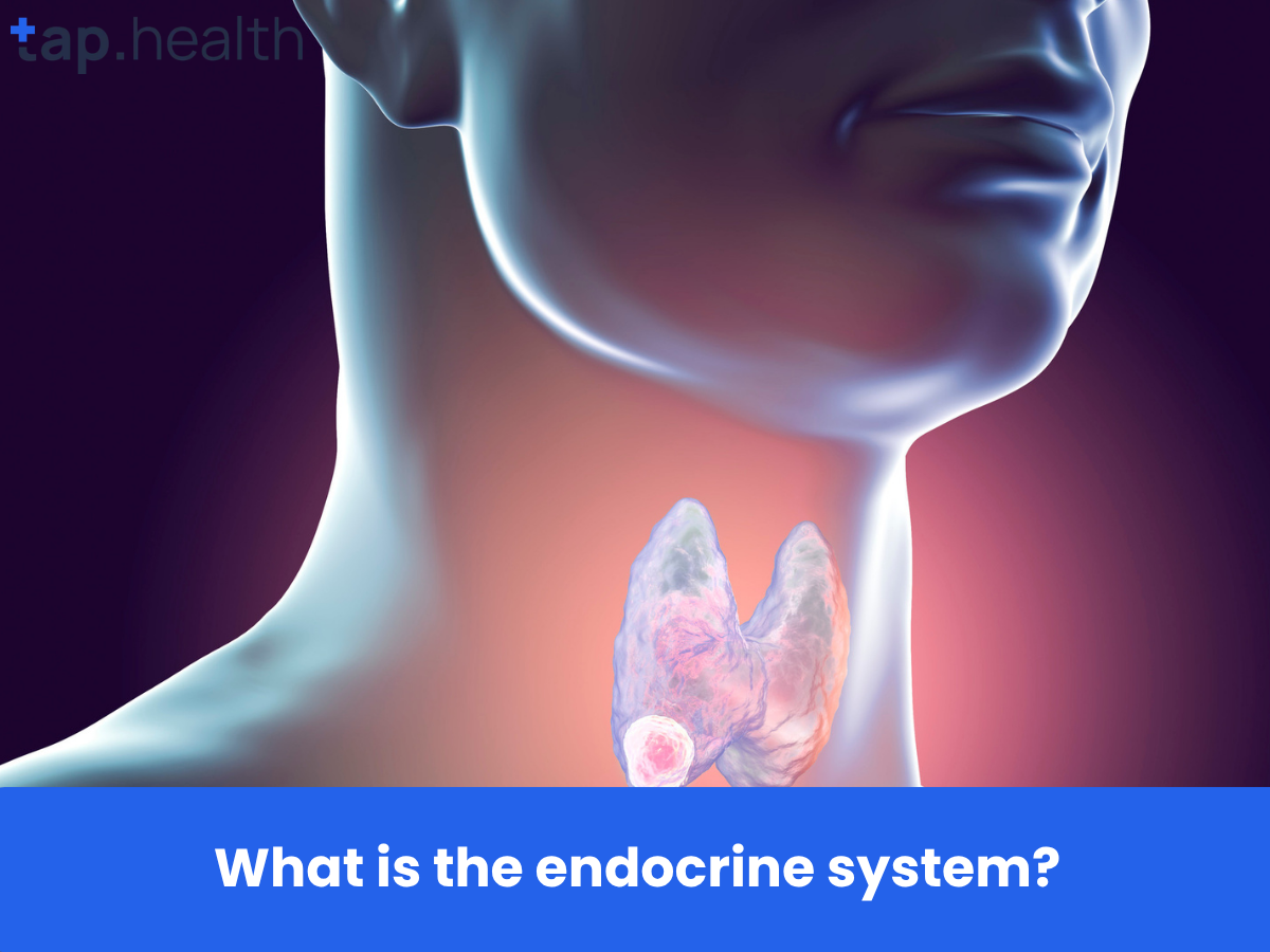 _What is the endocrine system
